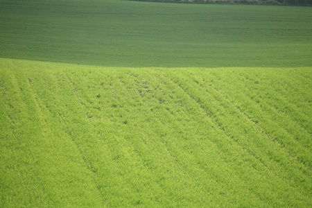 green spring   green  grass in the danish country side の写真素材