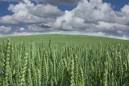 weath cereal field in denmark in the summer