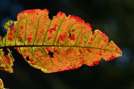 closeup picture of leavesの写真素材