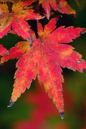 autumn in the countryside  in denmark, closeup of a leaf