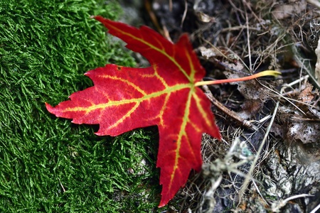 autumn in the countryside  in denmark
, closeup of a leafの写真素材