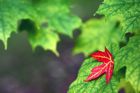 autumn in the countryside  in denmark
の写真素材