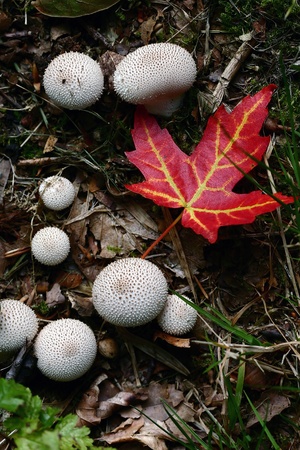 autumn in the countryside  in denmark
の写真素材