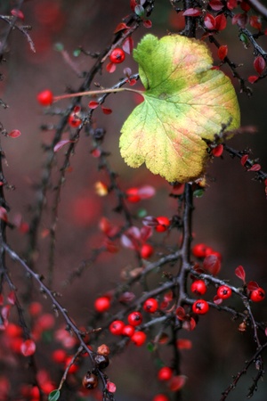autumn in the countryside  in denmark, red fruits on a treeの写真素材