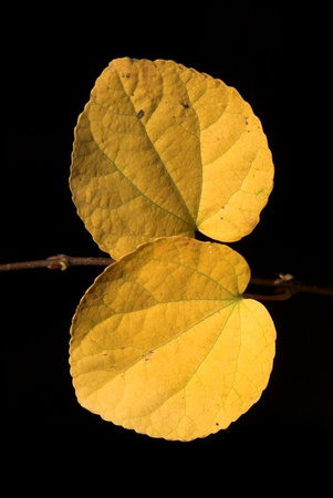 natural yellow dead tree leaves closeup and compositionの写真素材