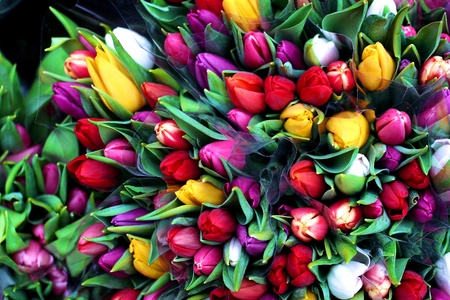 flowersの写真素材