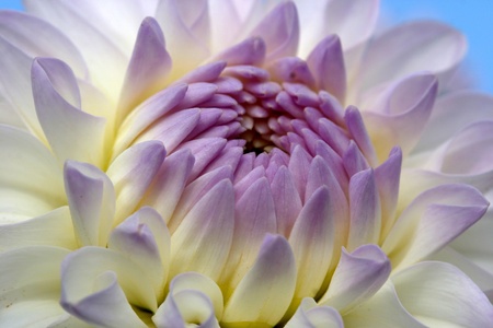 Dahliaの写真素材