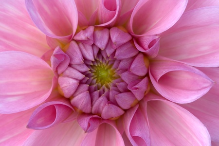 Dahliaの写真素材