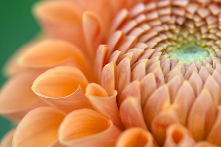 Dahliasの写真素材
