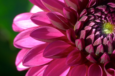 Dahliaの写真素材