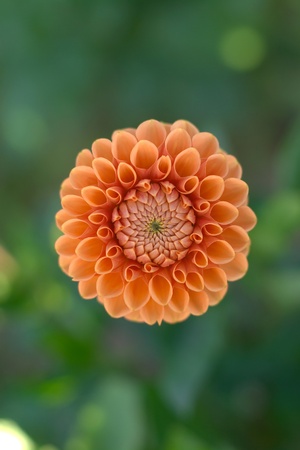 Dahliaの写真素材