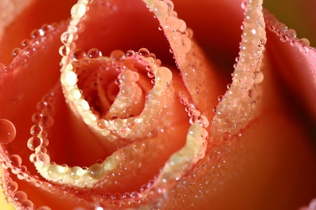 wet roseの写真素材