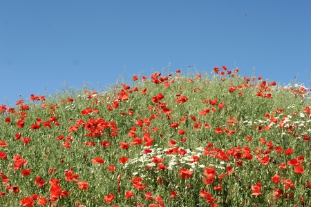 poppies in a filed a sunny sommer dayの写真素材