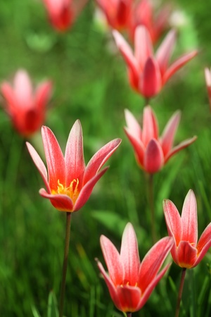 closeup picture of  flowers in a garden in spring in denmark
の写真素材
