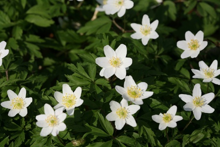 closeup picture of  flowers in a garden in spring in denmark
の写真素材