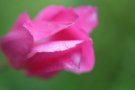 closeup picture of  flowers in a garden in spring in denmarkの写真素材