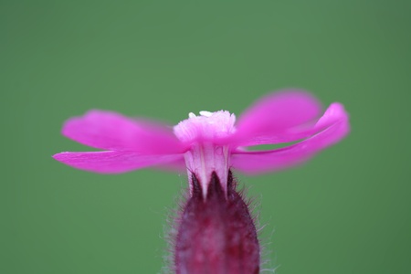 closeup picture of  flowers in a garden in spring in denmark
の写真素材