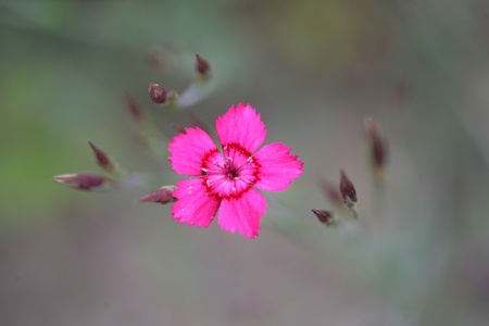 closeup picture of  flowers in a garden in spring in denmark
の写真素材