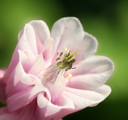 closeup picture of  flowers in a garden in spring in denmark
の写真素材