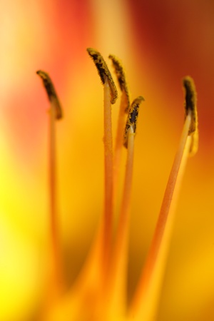 closeup picture of  flowers in a french gardenの写真素材