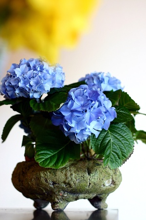 closeup picture of flowers and plants in pots on a marketの写真素材