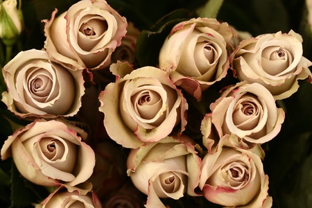flowersの写真素材