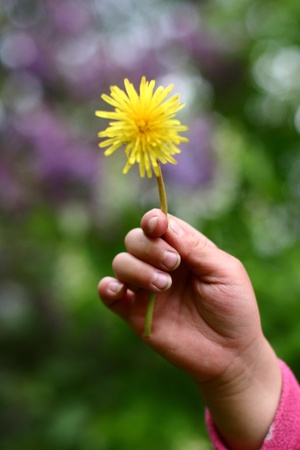 child hand holding a dandelion
の写真素材