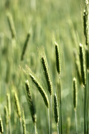 in the country a culture of cereal, wheat,cornの写真素材