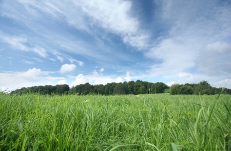 Spring landscape with green  grass the danish country sideの写真素材