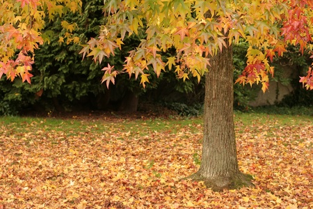 autumn in the countryside  in denmarkの写真素材