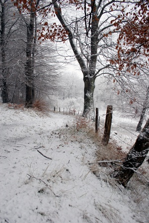 Nature in winter under snow in denmarkの写真素材