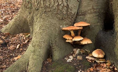 nature in autumn: mushrooms  in a forest denmarkの写真素材