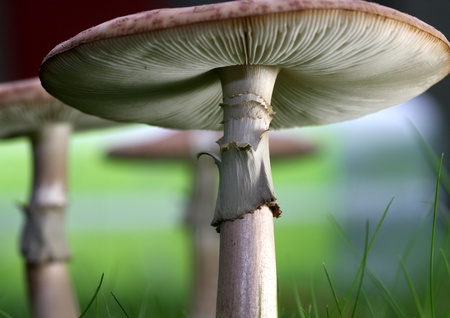  mushrooms in green grass under a tree in a forest denmarkの写真素材