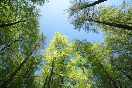 green spring landscape with green  trees in the danish country side