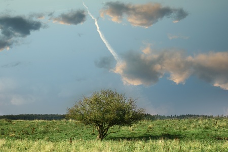 lonely tree in a field in spring with cloudy skyの写真素材