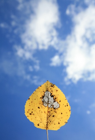 natural yellow dead tree leaves closeup against blue skyの写真素材