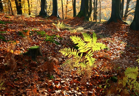 colorul forest in autumn in denmarkの写真素材
