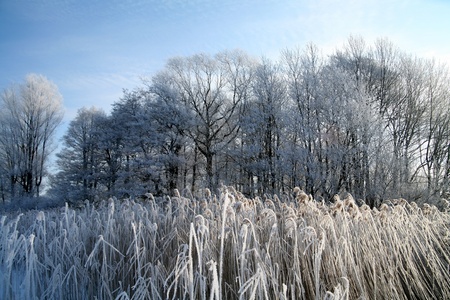  in the morning  sun in  winter in denmark, a field with trees and a frozen lakeの写真素材