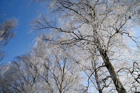 in the morning  sun in  winter in denmark, a field with trees and a frozen lakeの写真素材