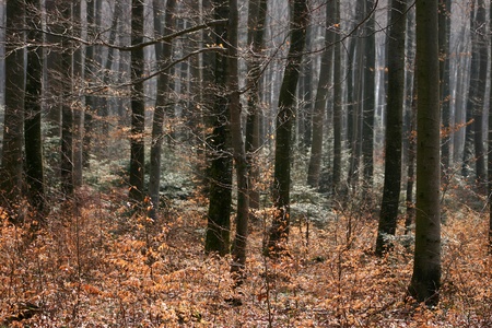 Forestの写真素材