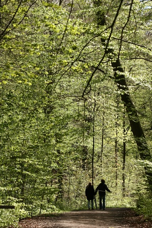 forest , trees and leaves
の写真素材