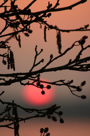 forest , closeup on  trees branches in the early morning with a warm orange sunの写真素材