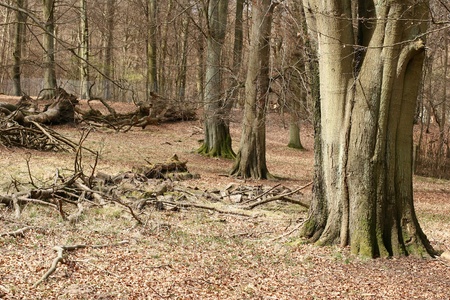 Forest