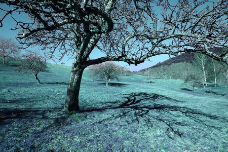 Creative photo of a tree