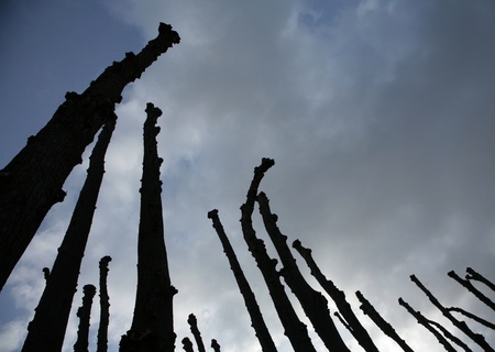 forest ,  trees branches and trunk silhouette  in  spring の写真素材