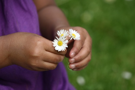 close up of  child  hand picking up a a  daisy flower in the grassの写真素材