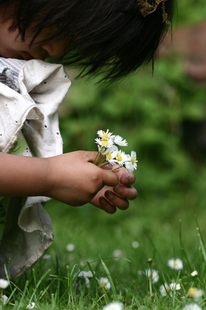 close up of  child  hand picking up a a  daisy flower in the grassの写真素材