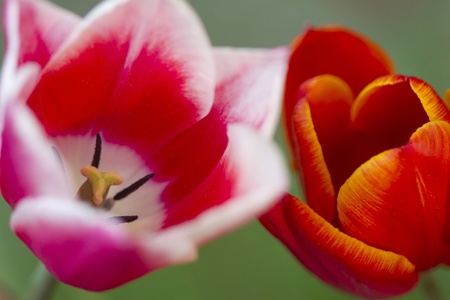 Tulips in a garden in spring in denmarkの写真素材
