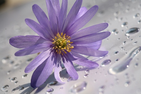 Flower with water drops on a plane surfaceの写真素材