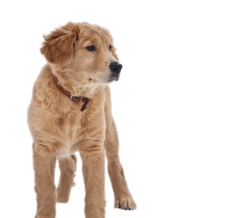 Dog outdoorの写真素材